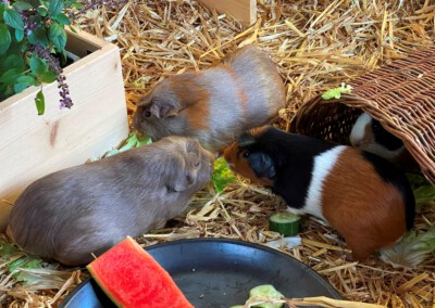 30. Trächtigkeitstag