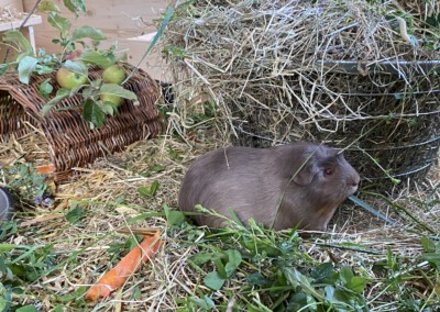 33. Trächtigkeitstag