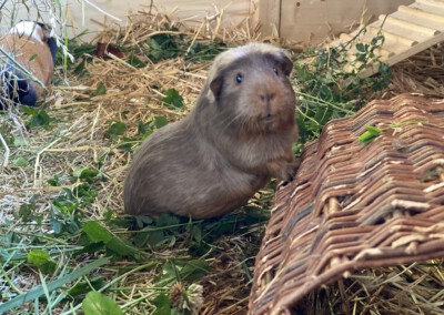 33. Trächtigkeitstag