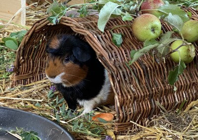 33. Trächtigkeitstag