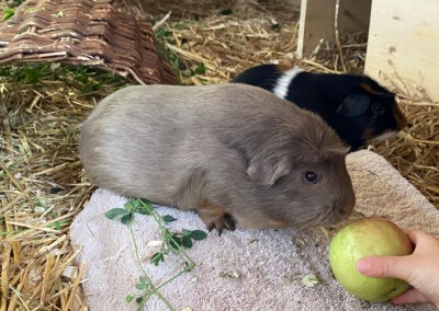 33. Trächtigkeitstag