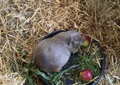 51. Trächtigkeitstag