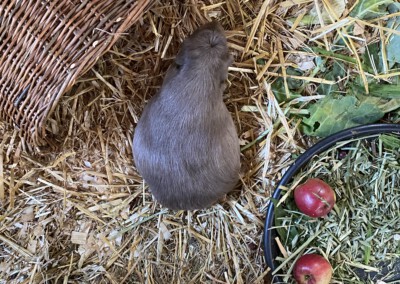 51. Trächtigkeitstag