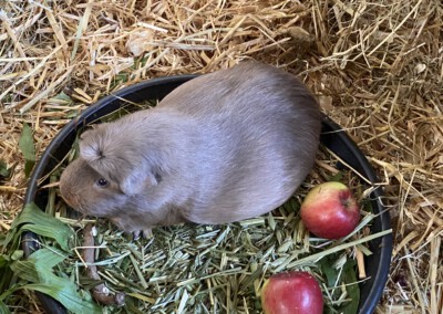 51. Trächtigkeitstag