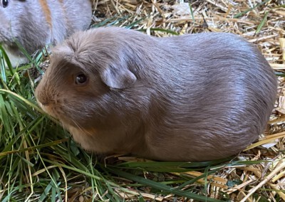 55. Trächtigkeitstag