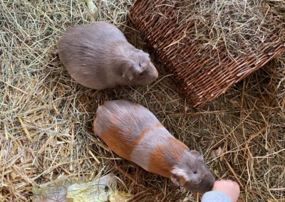 67. Trächtigkeitstag