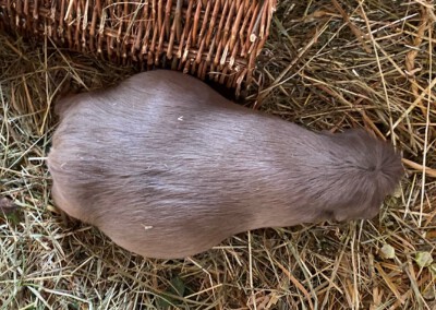 67. Trächtigkeitstag