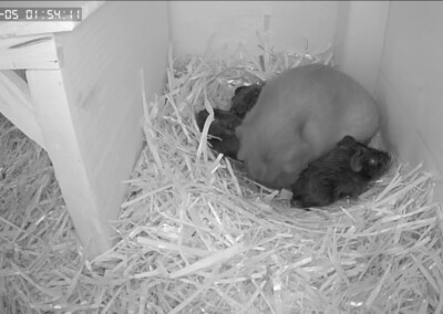 Ausschnitt aus dem Geburtsvideo