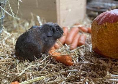 Caureo 21. Lebenstag