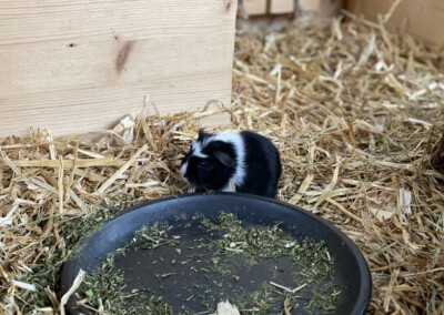 Edelweiss 10. Lebenstag