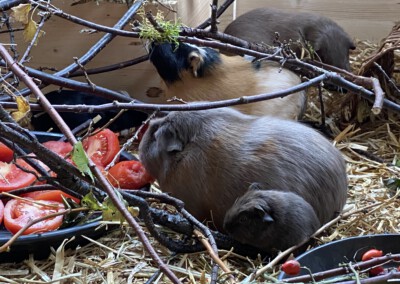 Fera mit Baureo 8. Lebenstag