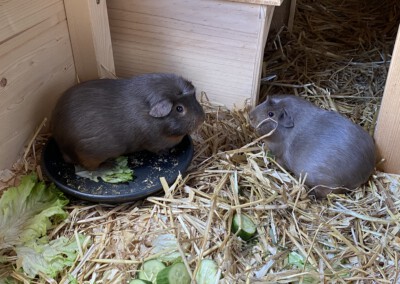 29. Trächtigkeitstag, Rasmos links, Alba rechts