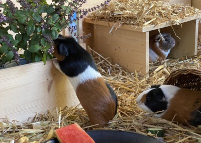 21. Trächtigkeitstag