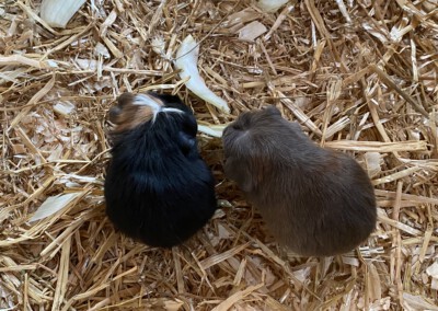 Carrara und Caureo 21. Lebenstag