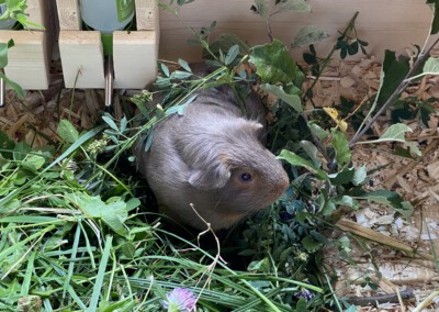 25. Trächtigkeitstag