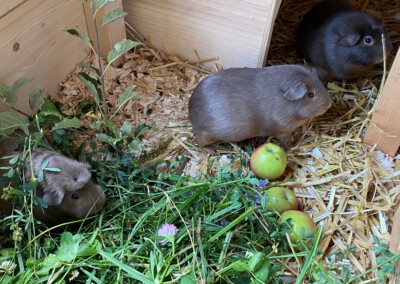 25. Trächtigkeitstag