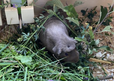 29. Trächtigkeitstag