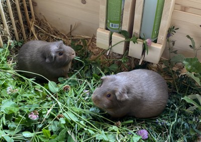 25. Trächtigkeitstag