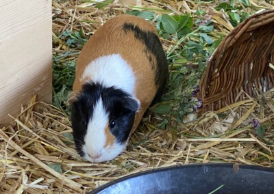 24. Trächtigkeitstag