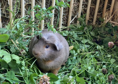 29. Trächtigkeitstag