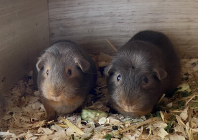 27. Trächtigkeitstag