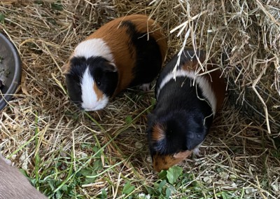 26. Trächtigkeitstag