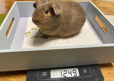 29. Trächtigkeitstag