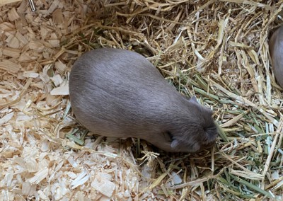 47. Trächtigkeitstag