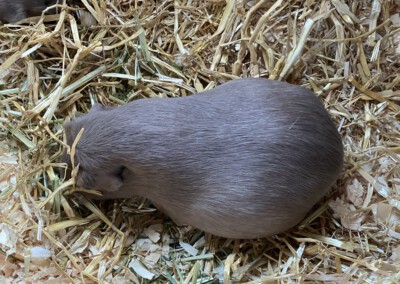 43. Trächtigkeitstag