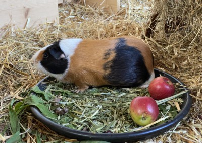 42. Trächtigkeitstag