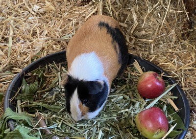 42. Trächtigkeitstag