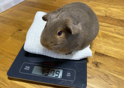 43. Trächtigkeitstag