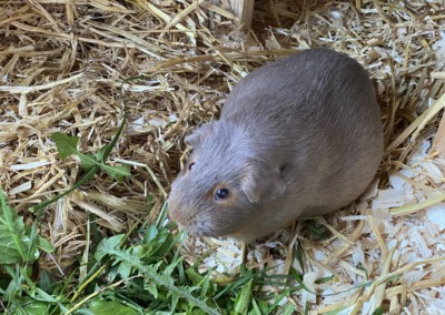 45. Trächtigkeitstag