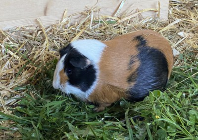 44. Trächtigkeitstag