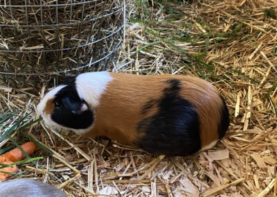 46. Trächtigkeitstag