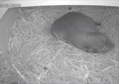 58. Trächtigkeitstag