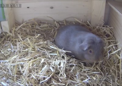 46. Trächtigkeitstag