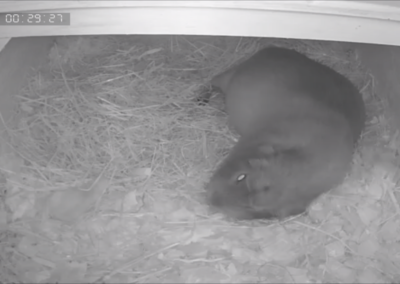 52. Trächtigkeitstag