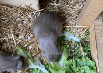 60. Trächtigkeitstag