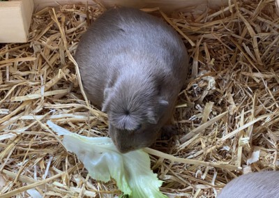 66. Trächtigkeitstag