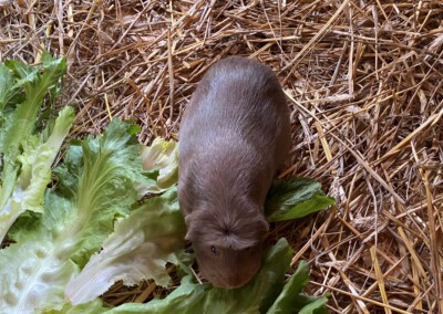 Olivia 4 Tage nach der Geburt