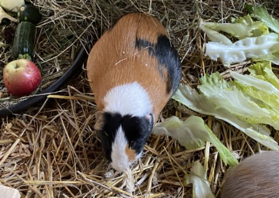 61. Trächtigkeitstag