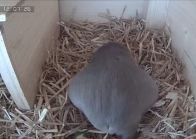 67. Trächtigkeitstag