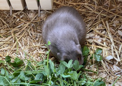 62. Trächtigkeitstag