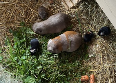 6. Lebenstag, Olivia und C Wurf zusammen mit Karin