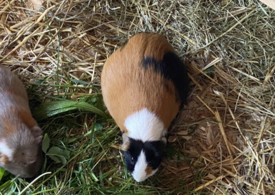 63. Trächtigkeitstag