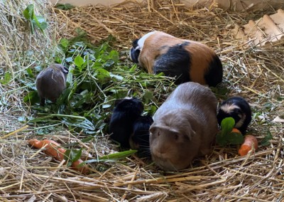 63. Trächtigkeitstag (zusammen mit Olivia und ihrem C Wurf)