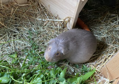 65. Trächtigkeitstag