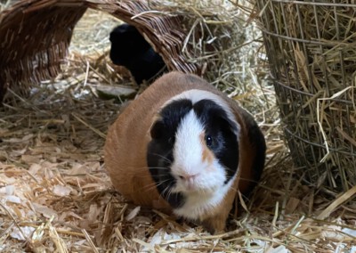 67. Trächtigkeitstag