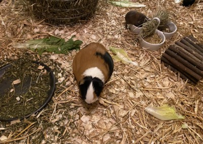 67. Trächtigkeitstag